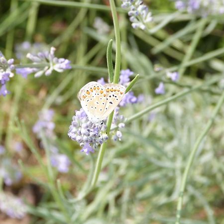 Gite Le Cherche Midi Gaillac Exteriör bild